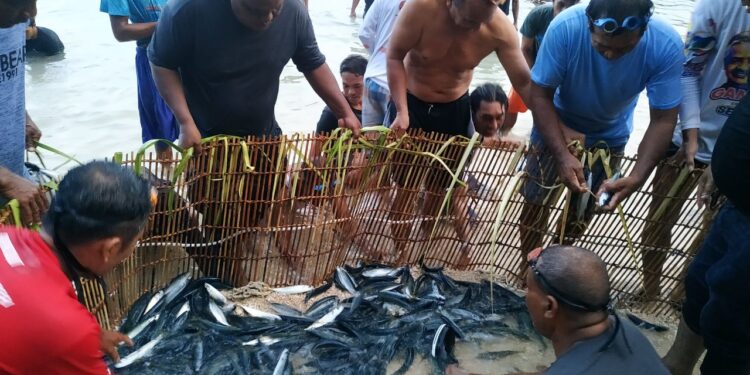 Foto: Masyarakat berhasil membawa ikan ke darat menggunakan alat tradisional Seke. (Dok. Rendy/barta1)