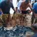 Foto: Masyarakat berhasil membawa ikan ke darat menggunakan alat tradisional Seke. (Dok. Rendy/barta1)