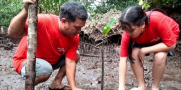 Ketua IKA Polimdo, Justman Entjaurau bersama anaknya saat melakukan penanaman bibit Mangrove. (Foto: meikel/barta)