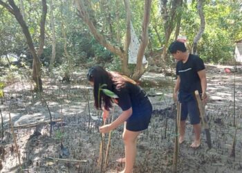 Proses penanaman 100 bibit Mangrove. (Foto: meikel/barta)