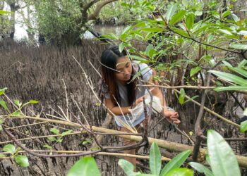 Ignatia Bokau saat melepaskan sampah yang melilit di pohon Mangrove. (foto: meikel/barta)