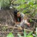 Ignatia Bokau saat melepaskan sampah yang melilit di pohon Mangrove. (foto: meikel/barta)
