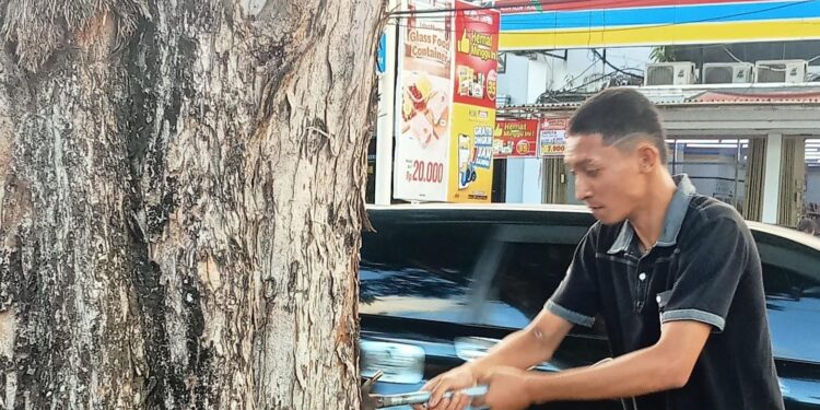 Aksi cabu paku di Pohon Sparta Tikala Manado. (Foto: meikel/barta)