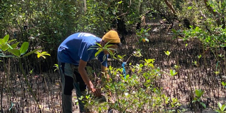 Saat pembersihan sampah yang melilit di dahan dan dedaunan bibit Mangrove. (Foto: istimewa)