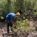 Saat pembersihan sampah yang melilit di dahan dan dedaunan bibit Mangrove. (Foto: istimewa)