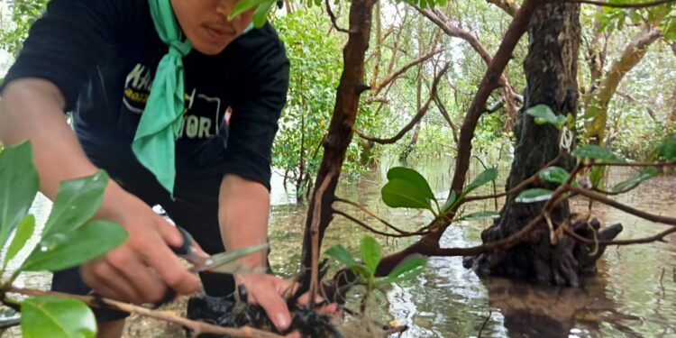 Aldi Mandagi saat melakukan pembersihan di Kawan Hutan Mangrove Batu Hitam. (foto; meikel/barta)