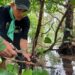 Aldi Mandagi saat melakukan pembersihan di Kawan Hutan Mangrove Batu Hitam. (foto; meikel/barta)
