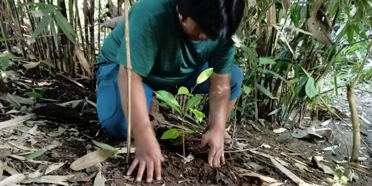 Ketua KPA Silvaterra, Freecklee Febriano Daniel Tatumpe saat melakukan penanaman bibit pohon Mahoni di pinggir Sungai. (foto: meikel/barta)