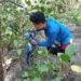 Ilustrasi penanaman dan pembersihan pohon Mangrove di pesisir. (foto: Barta1)
