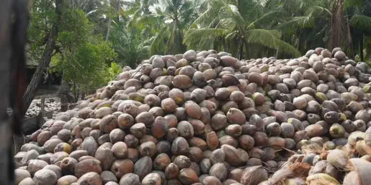 Tumpukan buah kelapa (Foto istimewa).