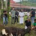 Foto: Bupati Kepulauan Sangihe Michael Thungari saat menyaksikan penyembelihan hewan kurban. (Dok. Istimewa)