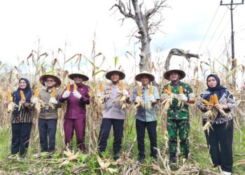 Panen Raya Jagung Kuartal II, Walikota Kotamobagu Dukung Swasembada Pangan 2025