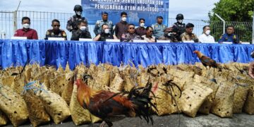 Foto: Pemusnahan Ayam Selundupan di Mako Lanal Tahuna. (Dok. Rendy/Barta1)