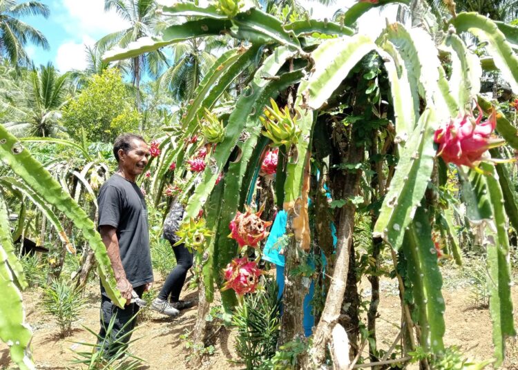 Foto: Petani Jamaludin Bawoel saat mau memanen buah naga miliknya. (Istimewa)