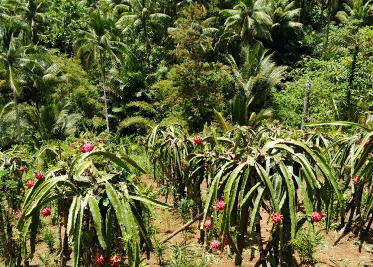 Foto: Tanaman buah naga milik petani Jamaludin Bawoel di Kampung Utaurano. (Dok. Rendy/Barta1)