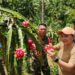 Foto: Sekretaris TPPKK dan Kepala Dinas Pertanian Sangihe hadir dalam panen buah naga petani Jamaludin Bawoel. (Dok.Rendy/Barta1)