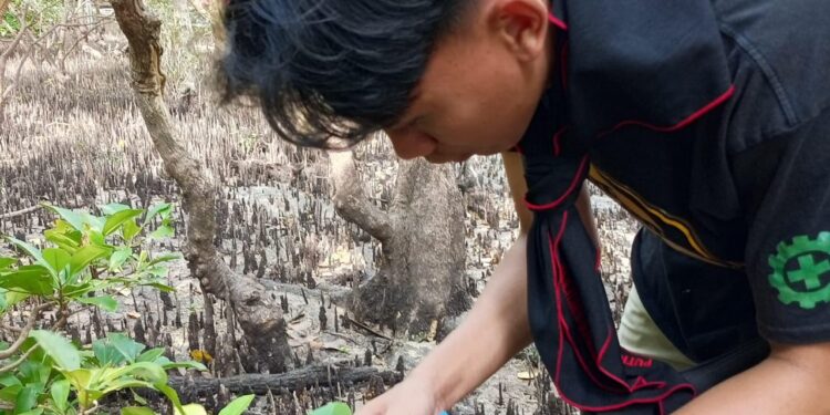 Ismail Putra Onthoni saat melakukan pembersihan di kawasan hutan Mangrove Batu Hitam. (foto: meikel/barta)