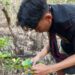 Ismail Putra Onthoni saat melakukan pembersihan di kawasan hutan Mangrove Batu Hitam. (foto: meikel/barta)