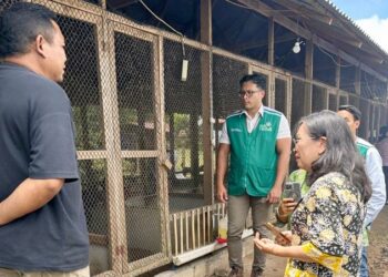 Fasilitas Peternakan Ayam Lokal Berbasis Listrik di Tomohon yang dibantu sepenuhnya PT PLN. (foto: Humas PLN)