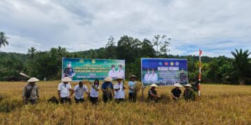 Foto: Panen Padi di Kampung Laine, Kecamatan Manganitu Selatan. (Dok. Istimewa)