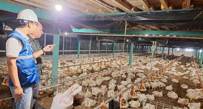 Kehadiran energi listrik yang andal dan terjangkau berdampak positif bagi daya beli masyarakat dan pertumbuhan ekonomi, salah satunya terhadap usaha pembibitan ayam di Muara Enim, Sumatera Selatan.. (foto: Humas PLN)