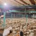 Kehadiran energi listrik yang andal dan terjangkau berdampak positif bagi daya beli masyarakat dan pertumbuhan ekonomi, salah satunya terhadap usaha pembibitan ayam di Muara Enim, Sumatera Selatan.. (foto: Humas PLN)