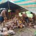 Potret pengupasan sabut kelapa. Salah satu proses pengolahan daging kelapa menjadi kopra (Foto Steven Maradia).