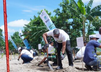 PLN tanam ribuan bibit pohon di DAS Tondano. (foto: Humas PLN)