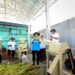 Sorgum untuk dijadikan bahan baku biomassa dalam program co-firing di Pembangkit Listrik Tenaga Uap (PLTU). (Foto: PLN)