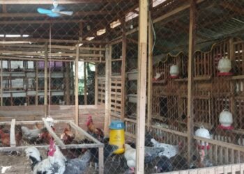 Elektrifikasi PLN bisa mendongkrak produktivitas Pangi Farm, salah satu mitra binaan. (foto: Humas PLN)