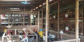 Elektrifikasi PLN bisa mendongkrak produktivitas Pangi Farm, salah satu mitra binaan. (foto: Humas PLN)