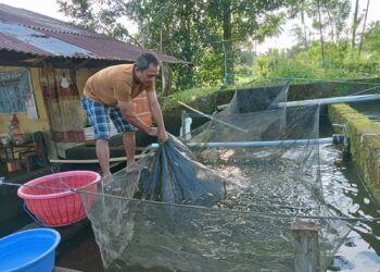 Hanya Sejam dari Manado, Temukan Surga Bibit Ikan  di Warukapas Minut