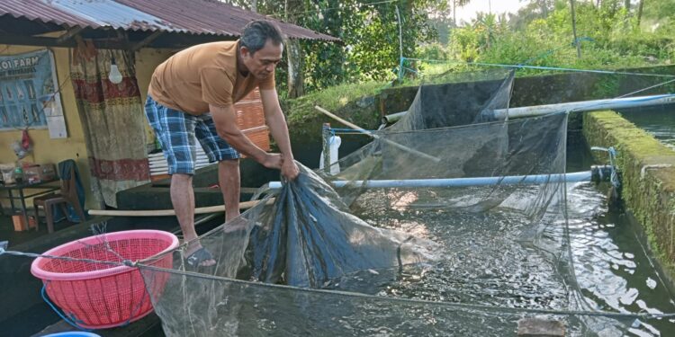 Hanya Sejam dari Manado, Temukan Surga Bibit Ikan  di Warukapas Minut