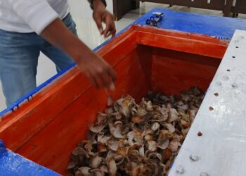 Foto: Sarang Burung Walet Kampung Kalama yang Dilelang Hari Ini. (Dok. Rendy/Barta1)