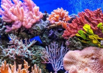 Terumbu Karang: Penjaga Kehidupan Laut dan Kepentingan Dunia