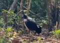 CSR PT Tirta Investama Airmadidi: Pelestarian Burung Maleo di Kaki Gunung Klabat