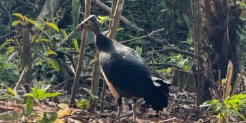 CSR PT Tirta Investama Airmadidi: Pelestarian Burung Maleo di Kaki Gunung Klabat
