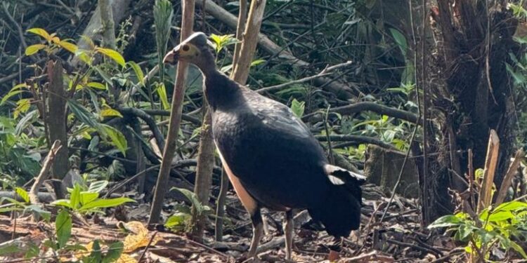 CSR PT Tirta Investama Airmadidi: Pelestarian Burung Maleo di Kaki Gunung Klabat