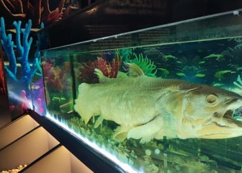 Spesimen Sang Raja Ikan Coelacanth salah satu koleksi Museum Daerah Sulawesi Utara. (foto: Barta1)