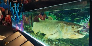 Spesimen Sang Raja Ikan Coelacanth salah satu koleksi Museum Daerah Sulawesi Utara. (foto: Barta1)