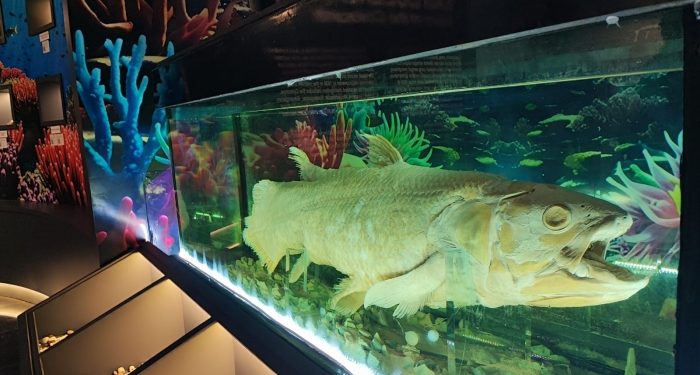 Spesimen Sang Raja Ikan Coelacanth salah satu koleksi Museum Daerah Sulawesi Utara. (foto: Barta1)