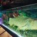 Spesimen Sang Raja Ikan Coelacanth salah satu koleksi Museum Daerah Sulawesi Utara. (foto: Barta1)