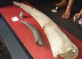 Fosil Gajah Purba Stegodon di Museum Sulut. (Foto: Iverdixon Tinungki)