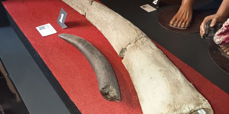 Fosil Gajah Purba Stegodon di Museum Sulut. (Foto: Iverdixon Tinungki)
