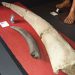 Fosil Gajah Purba Stegodon di Museum Sulut. (Foto: Iverdixon Tinungki)