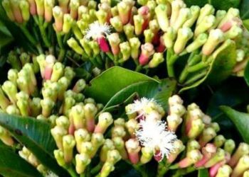 Analisis Pendapatan dan Kelayakan Usahatani Cengkeh di Desa Kapataran, Kabupaten Minahasa