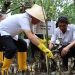 Walikota Manado Andrei Angouw tanam bibit mangrove di pesisir Bunaken menjaga keseimbangan ekosistem lingkungan. (foto-foto: Pemkot Manado)