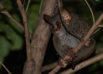 Pulau Mahoro hingga Tarsius Tumpara Bikin Primadona Pariwisata Sitaro Meroket