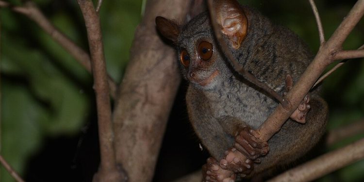 Pulau Mahoro hingga Tarsius Tumpara Bikin Primadona Pariwisata Sitaro Meroket